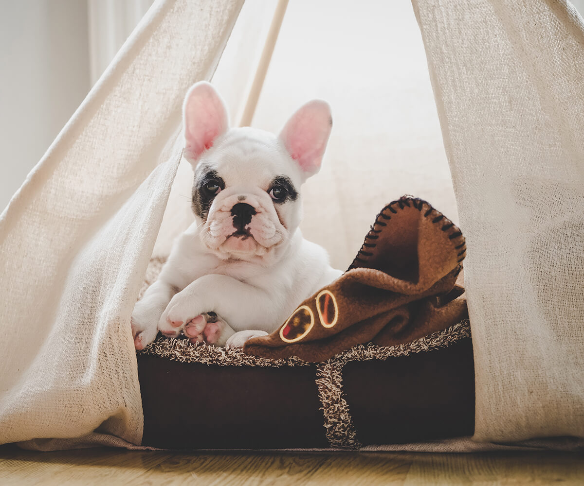 Image of a pet